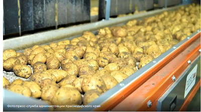 Развитие селекции картофеля на Кубани