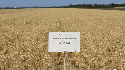 Новый сорт пшеницы «Таймас»