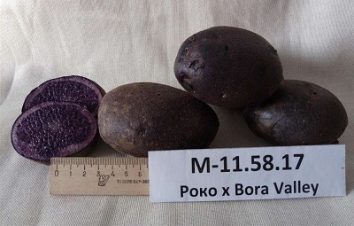 Сорт фиолетового картофеля
