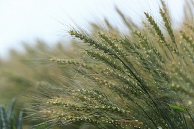 Селекция сортов яровой пшеницы
