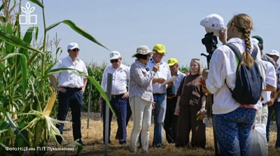 День поля гибридов кукурузы российской селекции