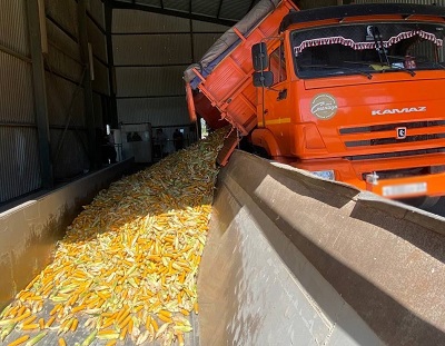 Качественная кукуруза от НПО «Семеноводство Кубани»