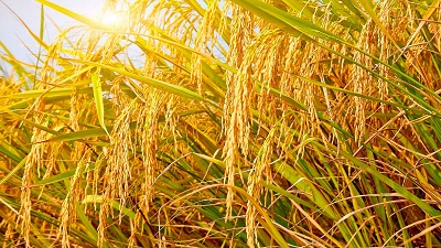 Урожайный гибрид риса