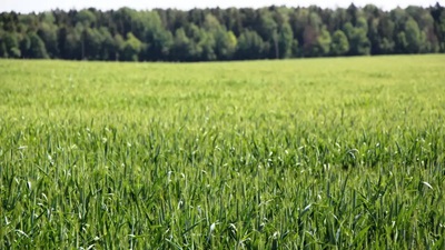 Тритикале – новая зерновая культура